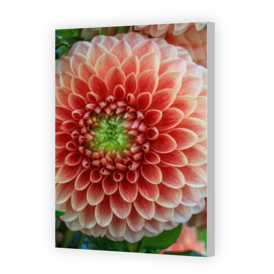 Thumbnail for Canvas - Coloured Canvas Wrap