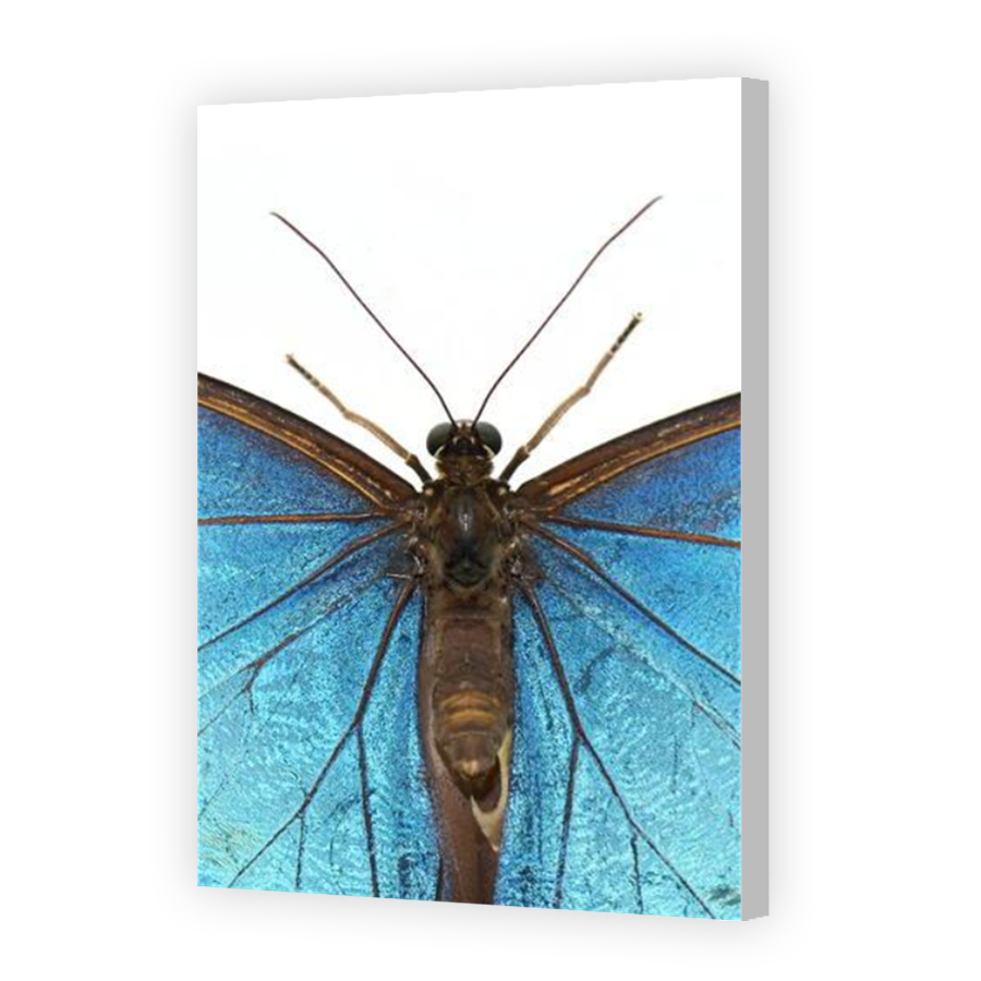 Thumbnail for Canvas - Coloured Canvas Wrap