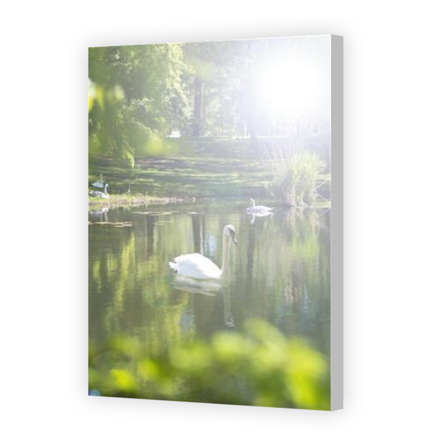 Thumbnail for Canvas - Coloured Canvas Wrap