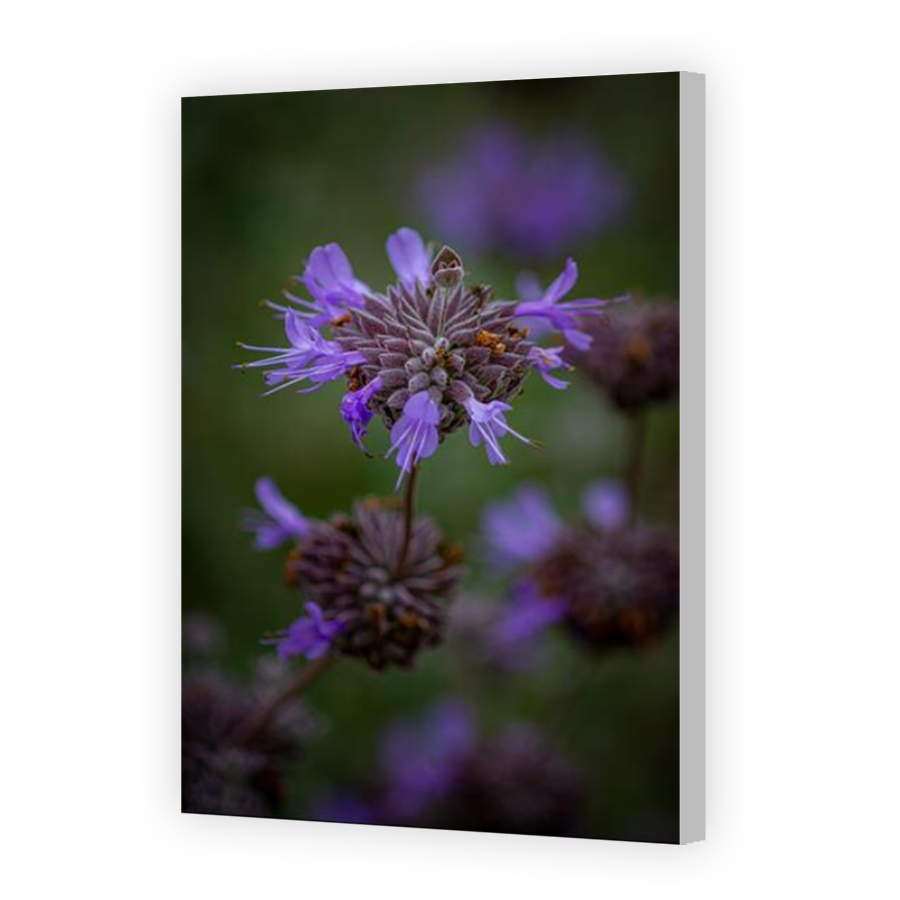 Thumbnail for Canvas - Coloured Canvas Wrap