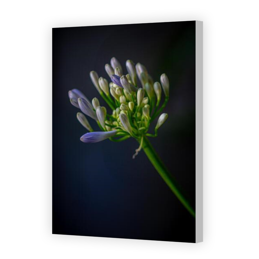 Thumbnail for Canvas - Coloured Canvas Wrap