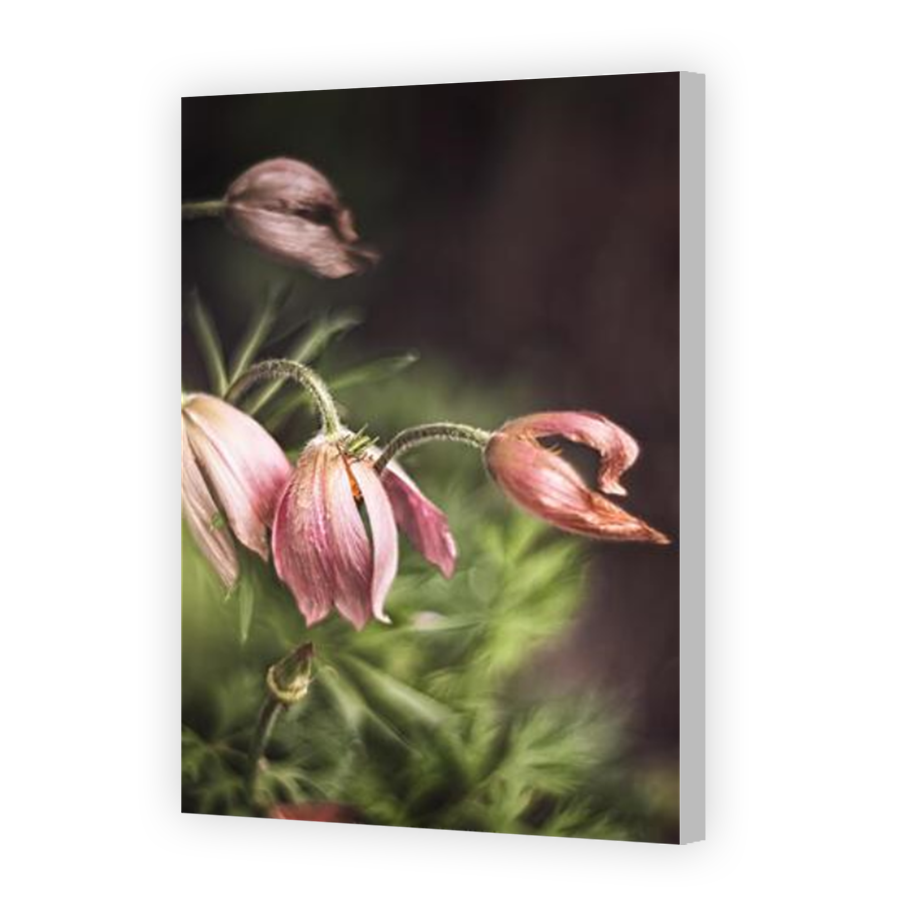 Thumbnail for Canvas - Coloured Canvas Wrap