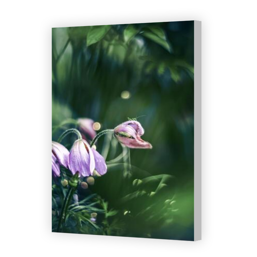 Thumbnail for Canvas - Coloured Canvas Wrap