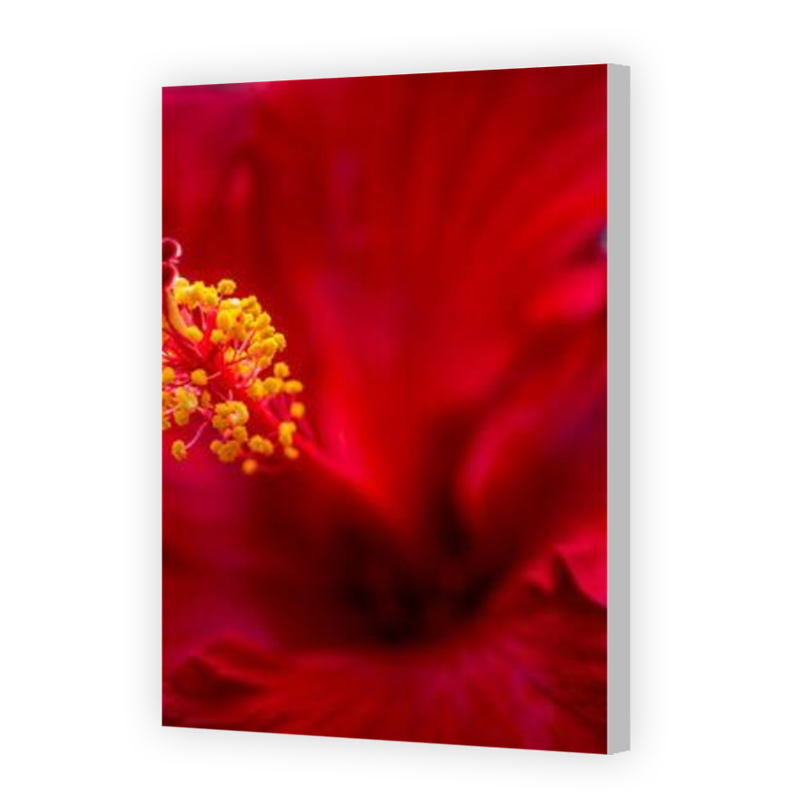 Thumbnail for Canvas - Coloured Canvas Wrap
