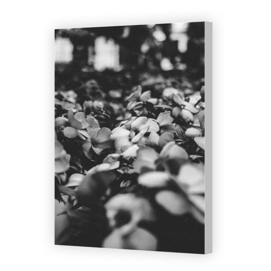 Thumbnail for Canvas - Coloured Canvas Wrap