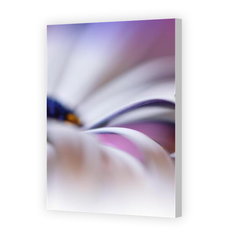 Thumbnail for Canvas - Coloured Canvas Wrap
