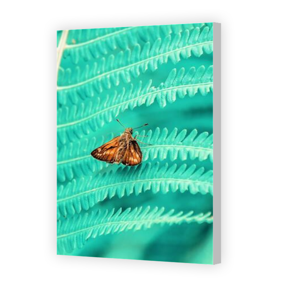 Thumbnail for Canvas - Coloured Canvas Wrap