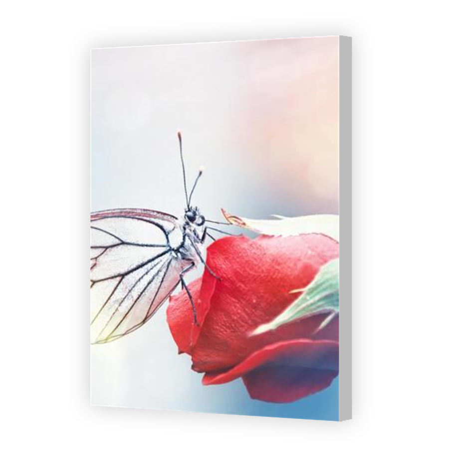 Thumbnail for Canvas - Coloured Canvas Wrap