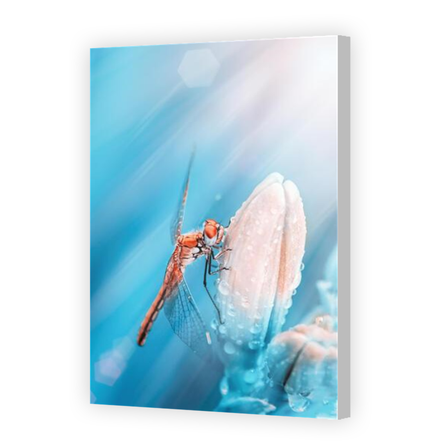 Thumbnail for Canvas - Coloured Canvas Wrap