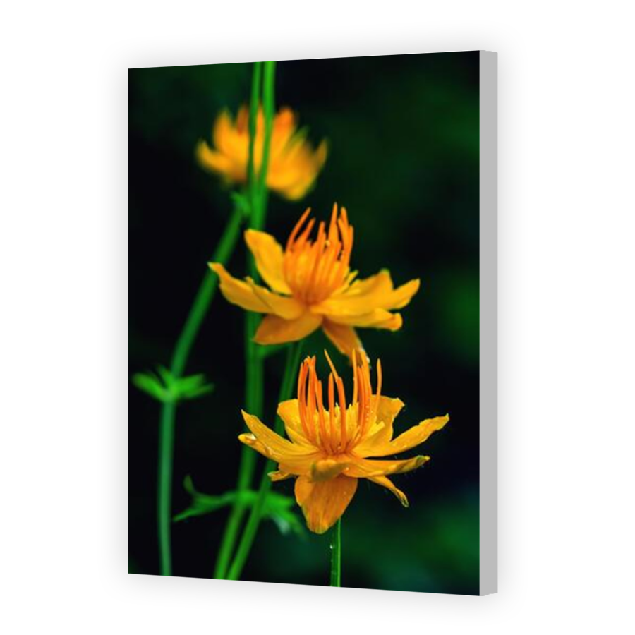 Thumbnail for Canvas - Coloured Canvas Wrap