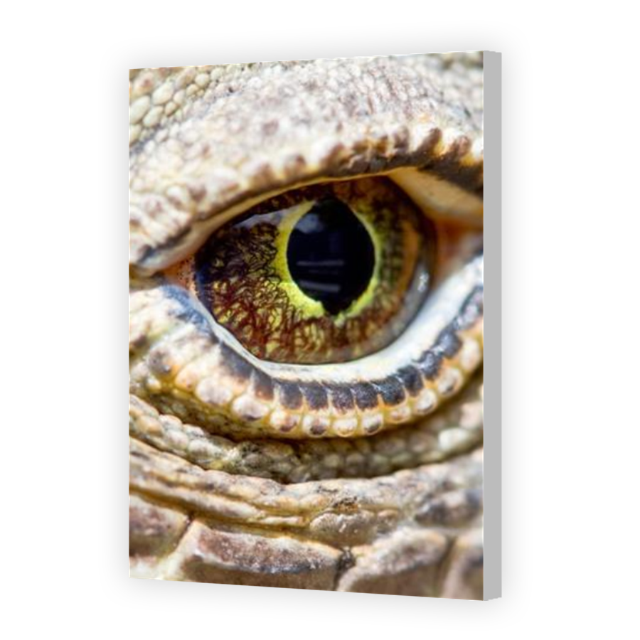 Thumbnail for Canvas - Coloured Canvas Wrap