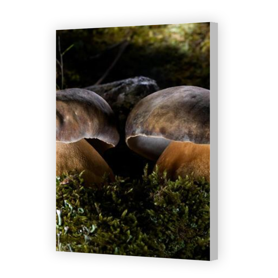 Thumbnail for Canvas - Coloured Canvas Wrap