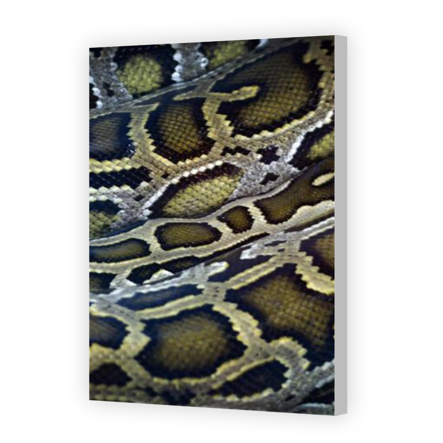 Thumbnail for Canvas - Coloured Canvas Wrap