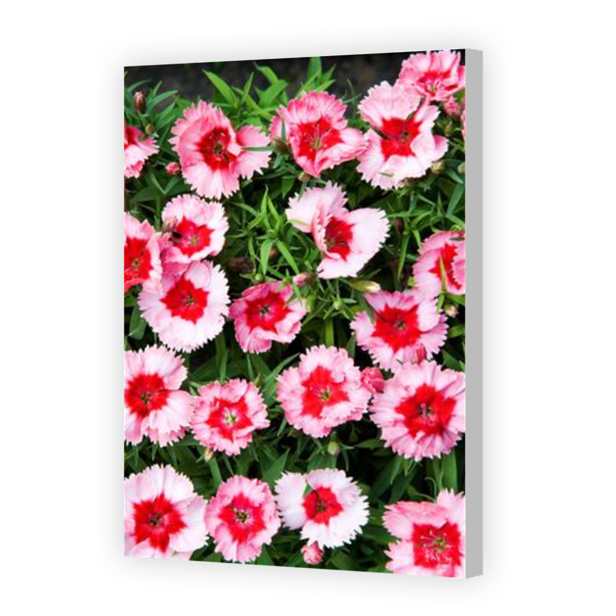 Thumbnail for Canvas - Coloured Canvas Wrap