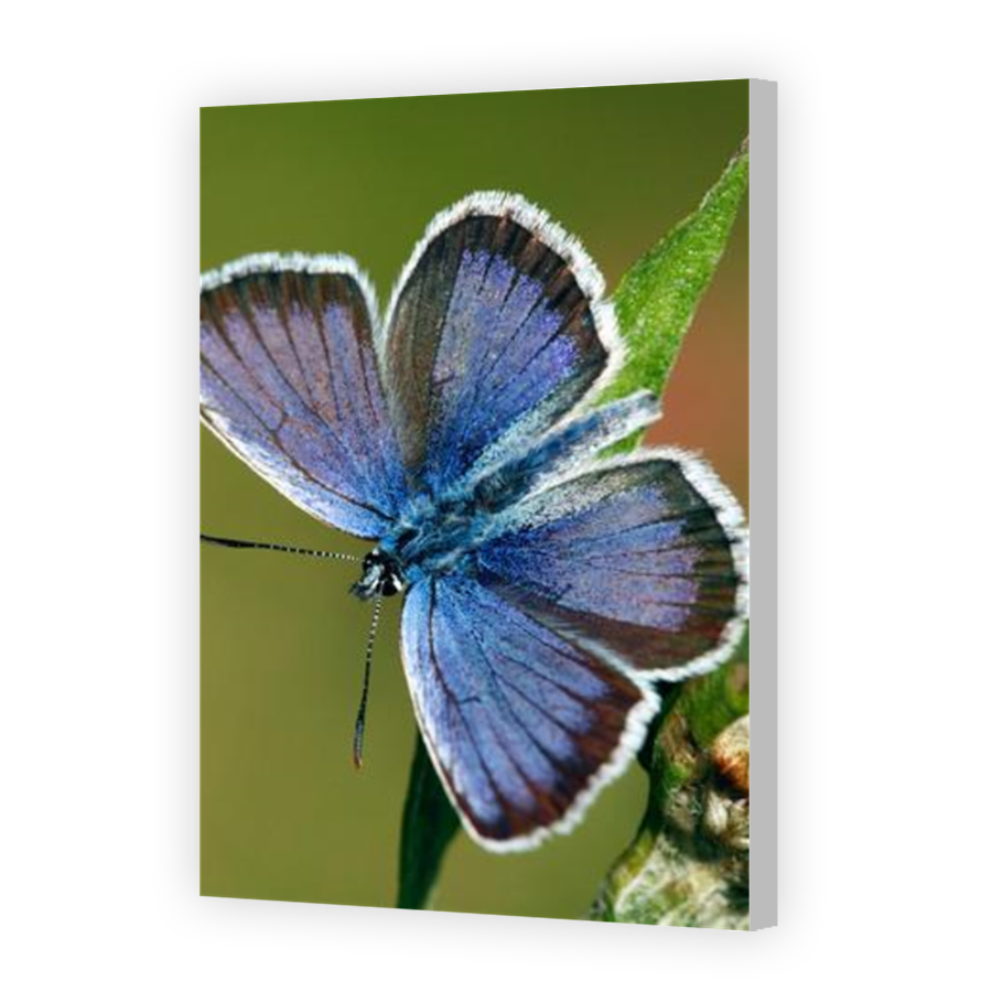 Thumbnail for Canvas - Coloured Canvas Wrap