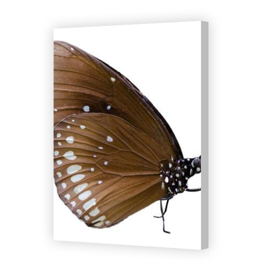 Thumbnail for Canvas - Coloured Canvas Wrap