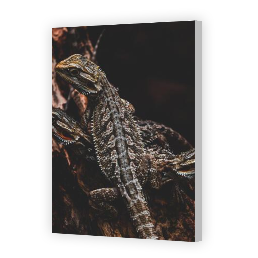 Thumbnail for Canvas - Coloured Canvas Wrap