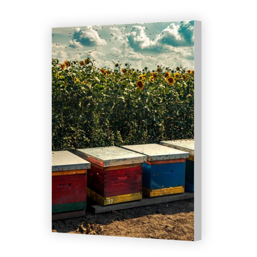 Thumbnail for Canvas - Coloured Canvas Wrap