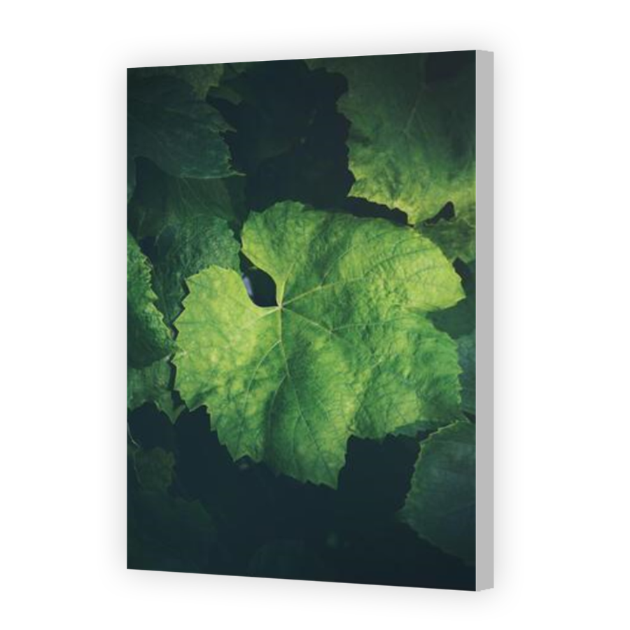 Thumbnail for Canvas - Coloured Canvas Wrap