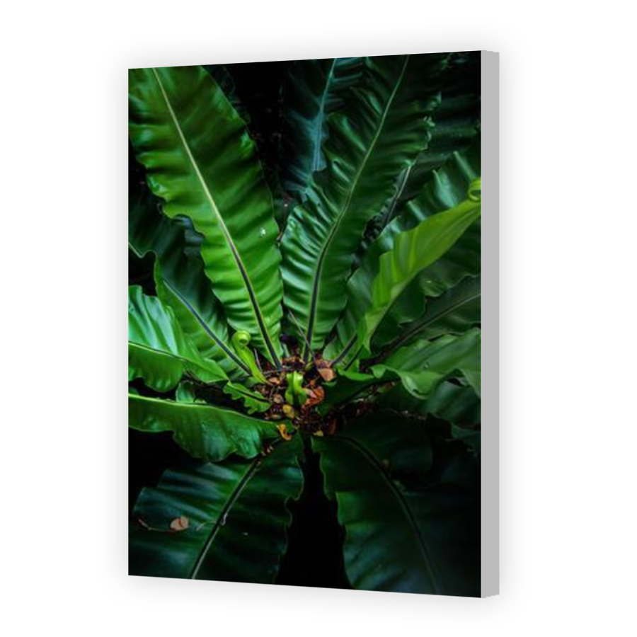 Thumbnail for Canvas - Coloured Canvas Wrap