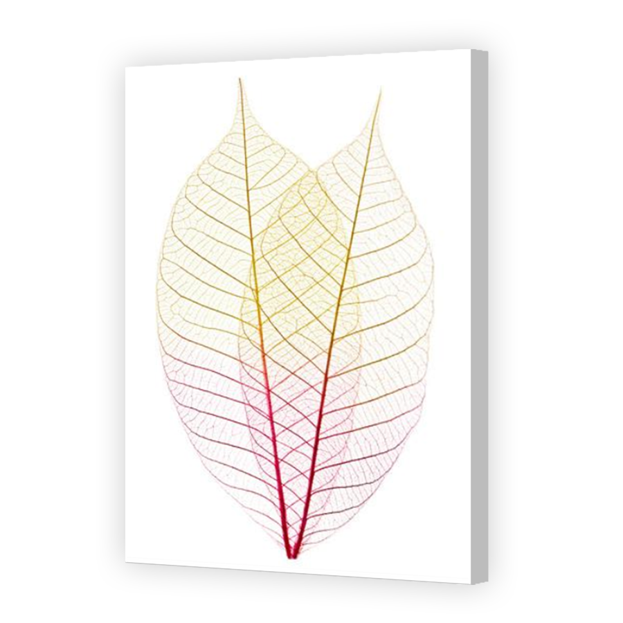 Thumbnail for Canvas - Coloured Canvas Wrap