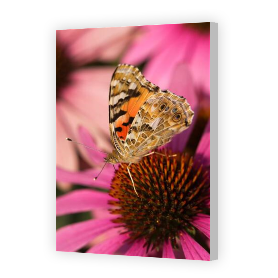 Thumbnail for Canvas - Coloured Canvas Wrap