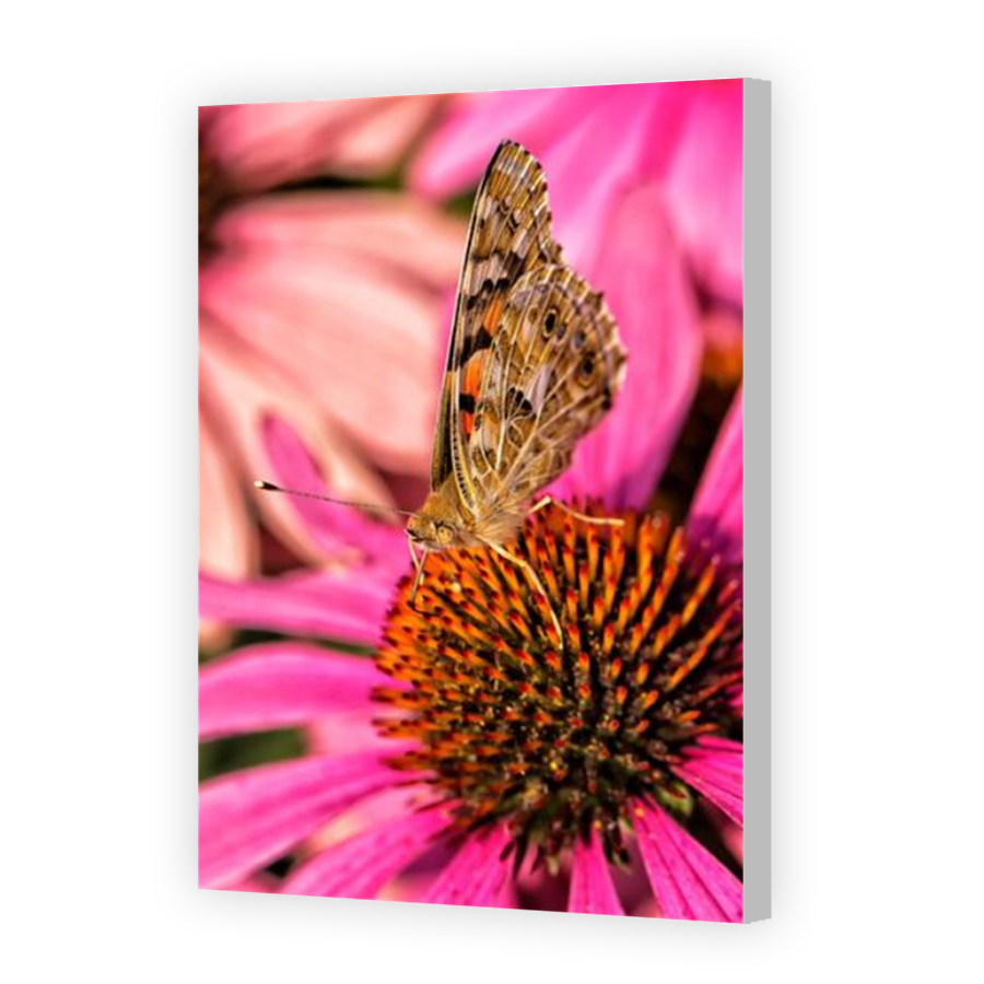 Thumbnail for Canvas - Coloured Canvas Wrap
