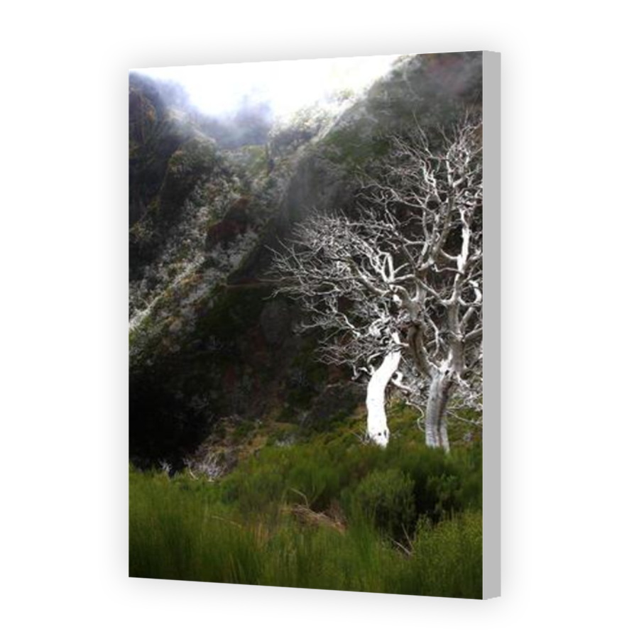 Thumbnail for Canvas - Coloured Canvas Wrap