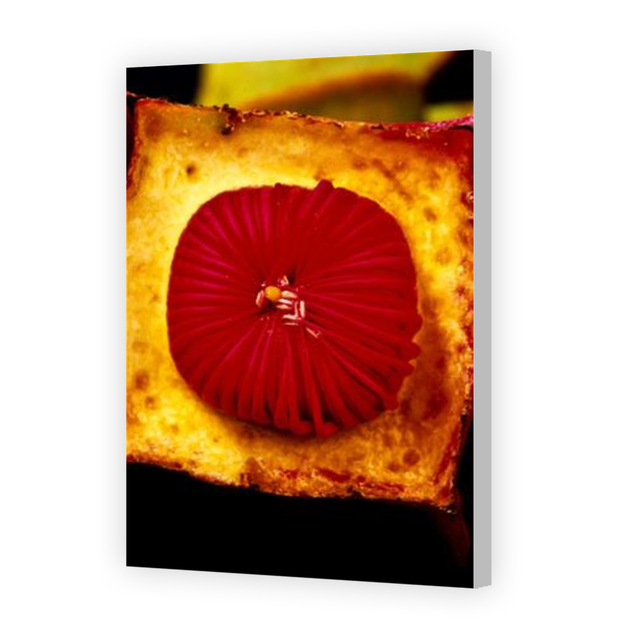 Thumbnail for Canvas - Coloured Canvas Wrap