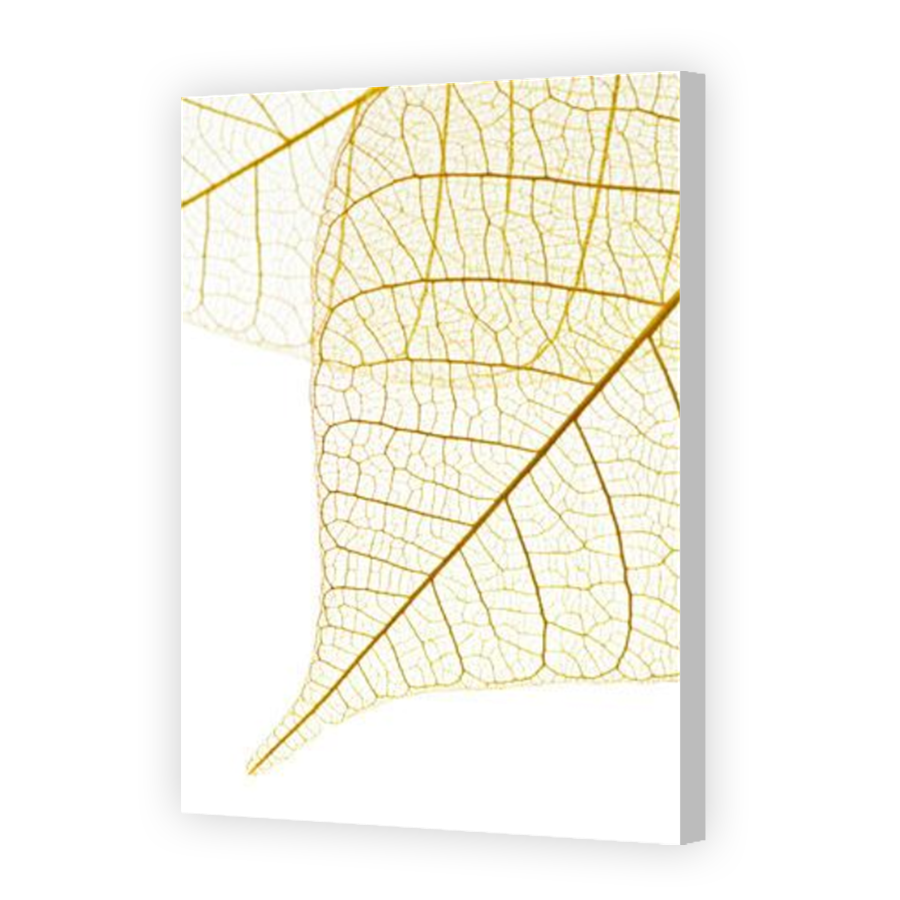 Thumbnail for Canvas - Coloured Canvas Wrap