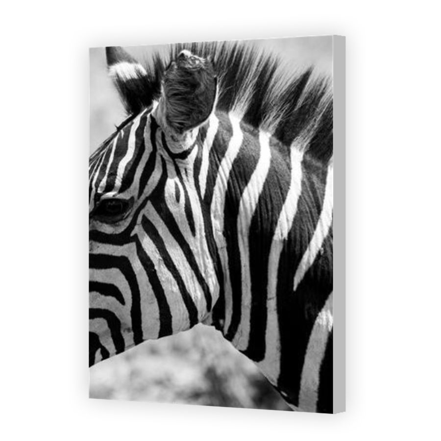 Thumbnail for Canvas - Coloured Canvas Wrap