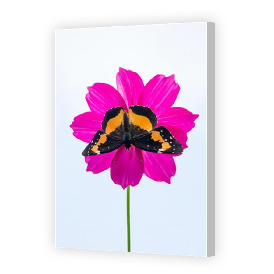 Thumbnail for Canvas - Coloured Canvas Wrap