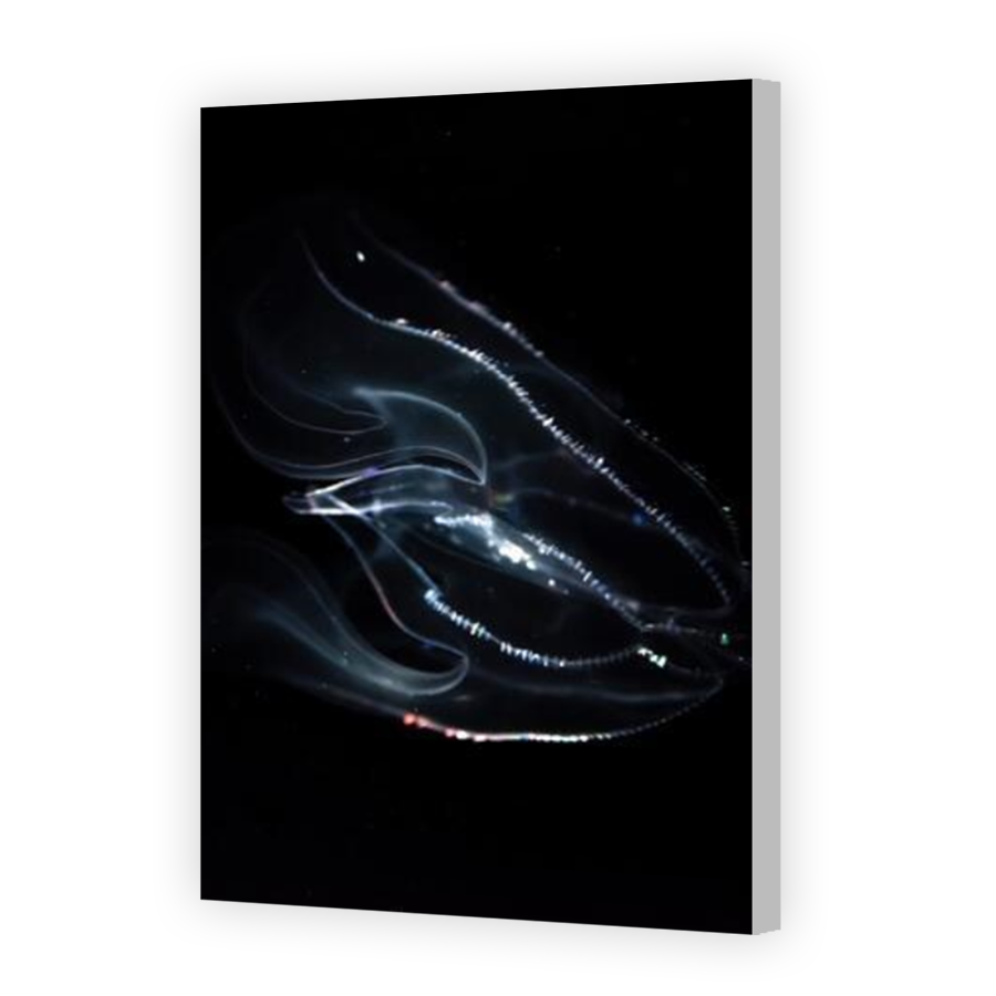 Thumbnail for Canvas - Coloured Canvas Wrap