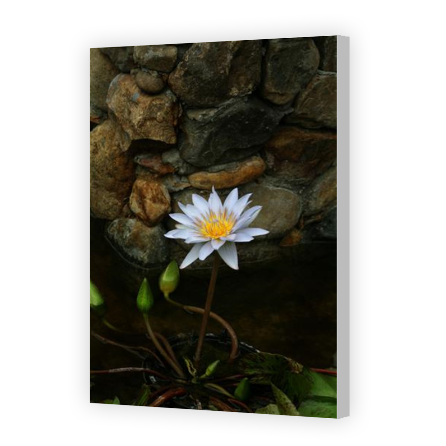 Thumbnail for Canvas - Coloured Canvas Wrap