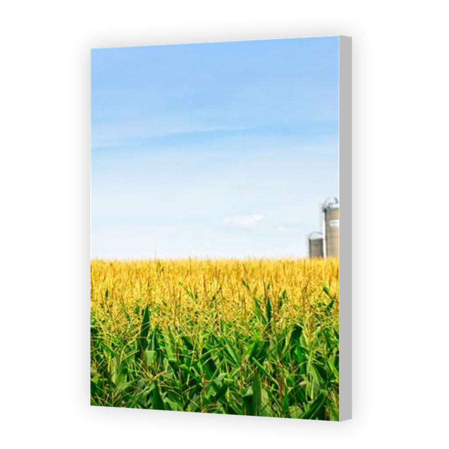 Thumbnail for Canvas - Coloured Canvas Wrap