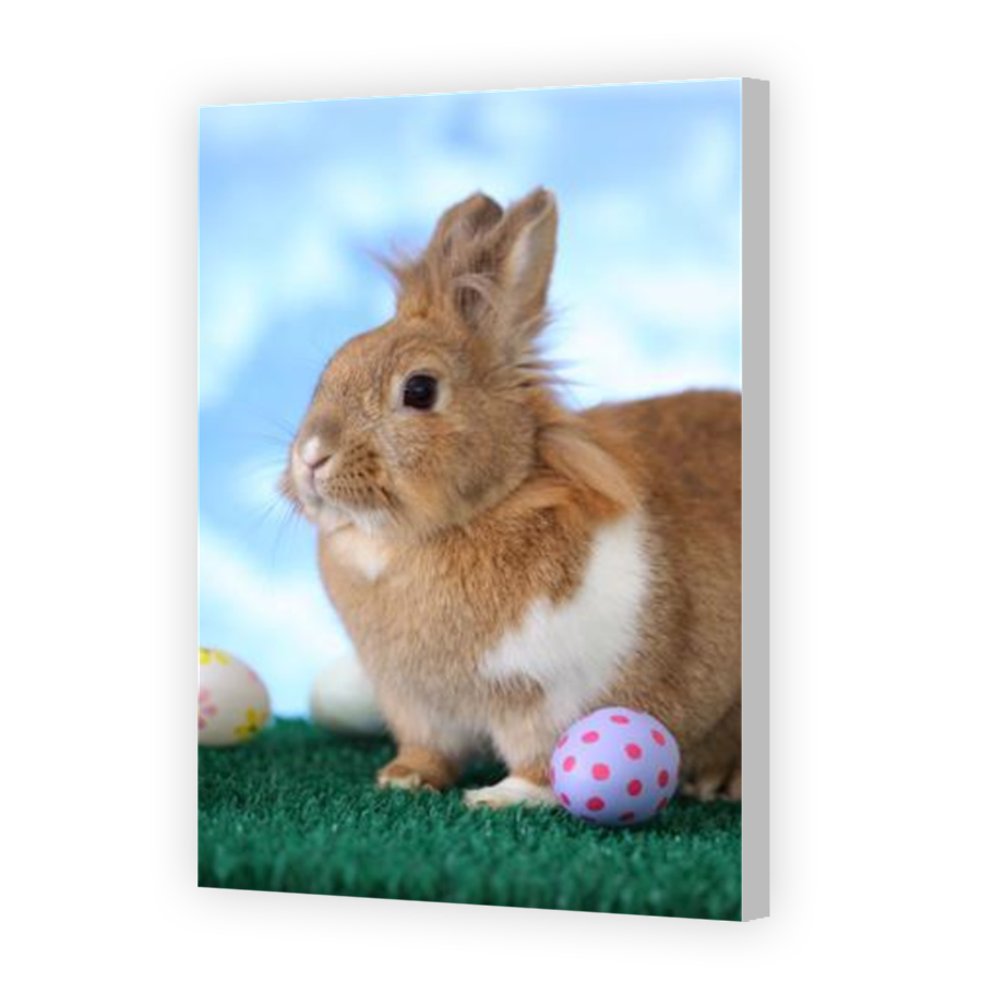 Thumbnail for Canvas - Coloured Canvas Wrap