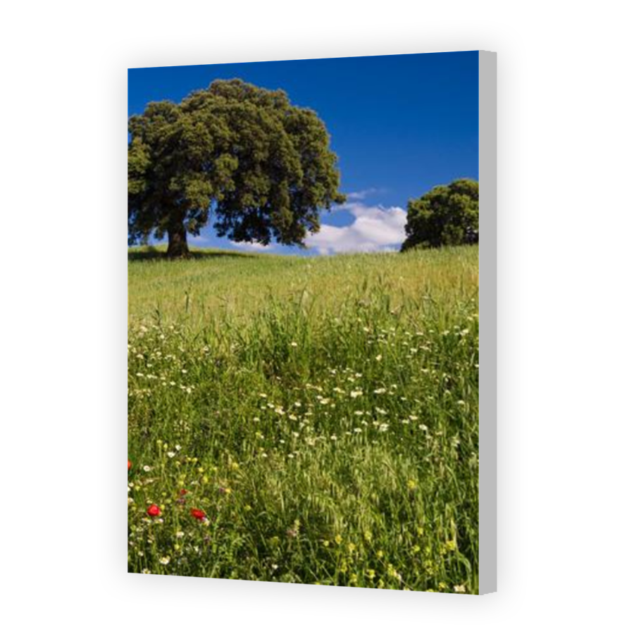 Thumbnail for Canvas - Coloured Canvas Wrap
