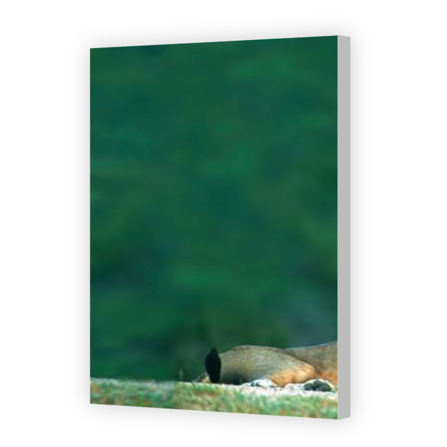 Thumbnail for Canvas - Coloured Canvas Wrap