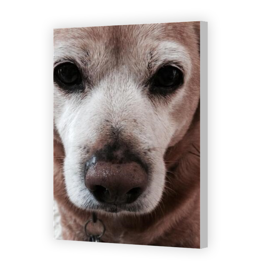 Thumbnail for Canvas - Coloured Canvas Wrap