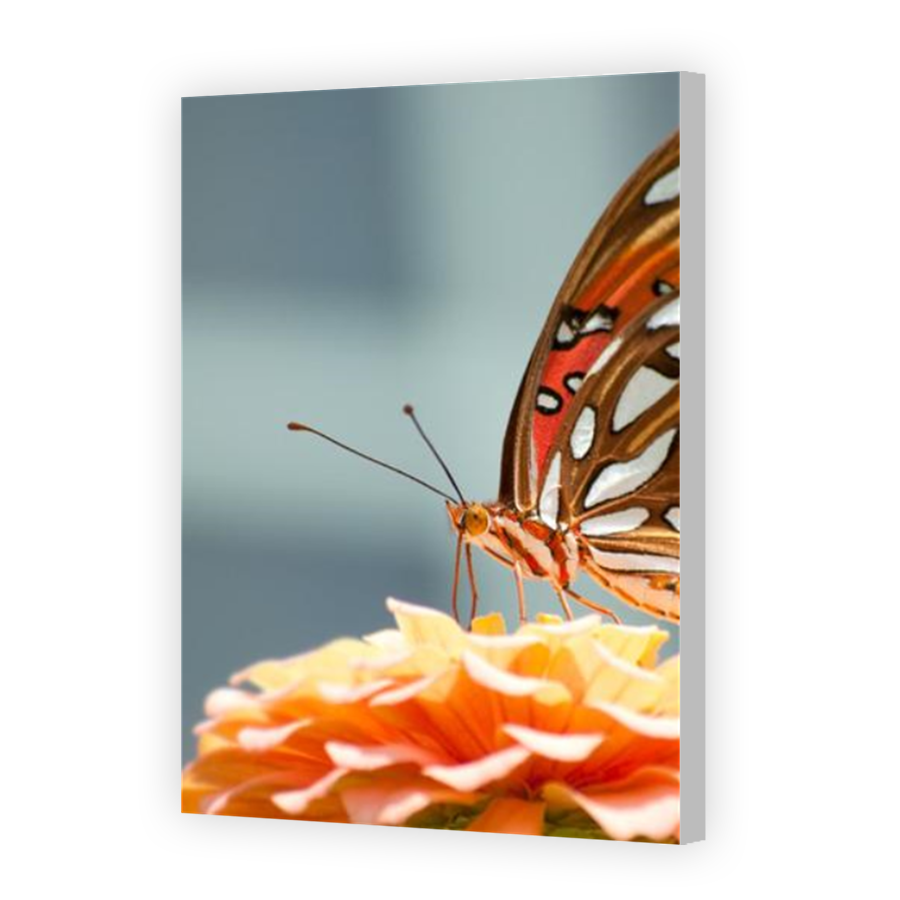 Thumbnail for Canvas - Coloured Canvas Wrap