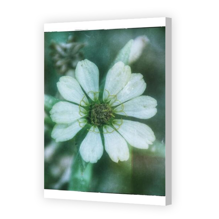 Thumbnail for Canvas - Coloured Canvas Wrap
