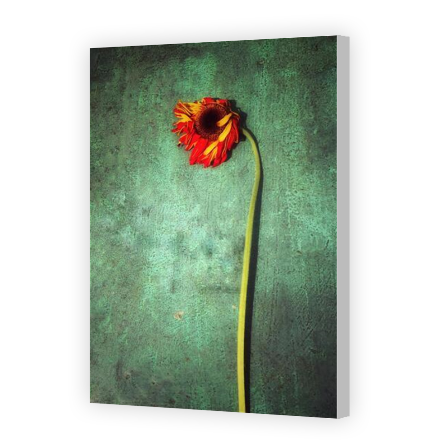 Thumbnail for Canvas - Coloured Canvas Wrap