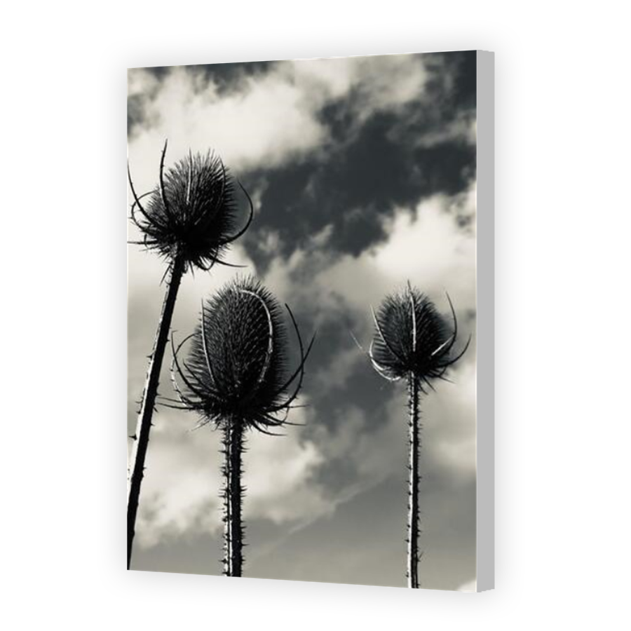 Thumbnail for Canvas - Coloured Canvas Wrap