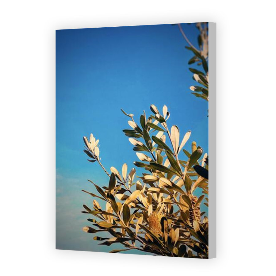 Thumbnail for Canvas - Coloured Canvas Wrap