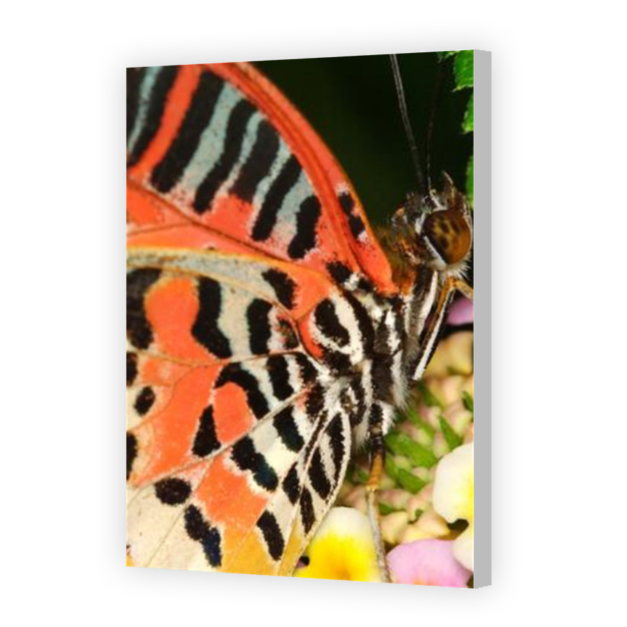 Thumbnail for Canvas - Coloured Canvas Wrap