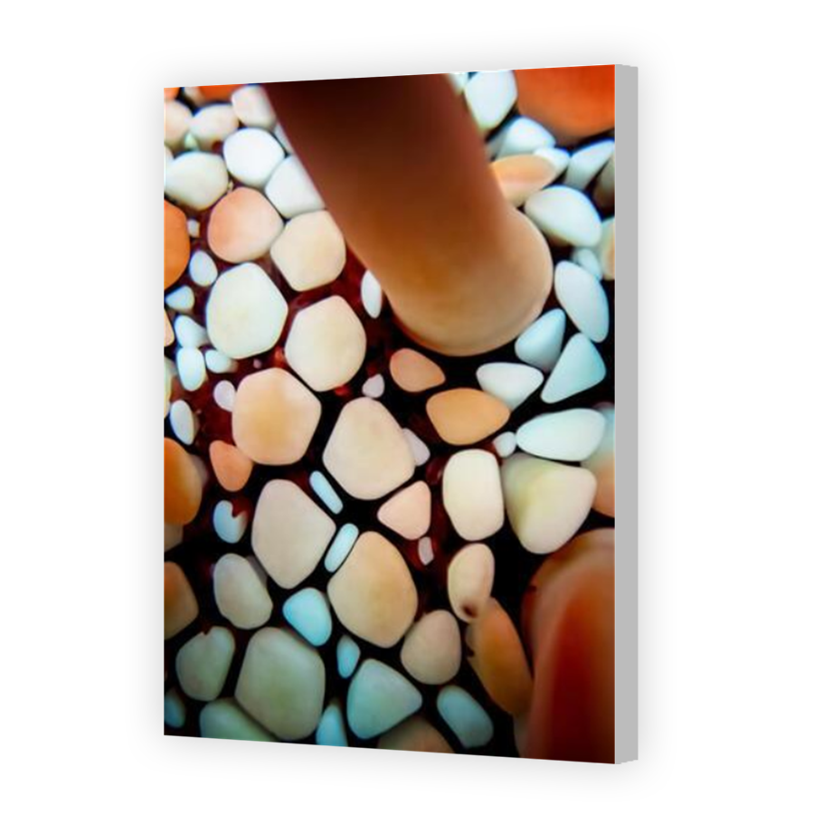 Thumbnail for Canvas - Coloured Canvas Wrap