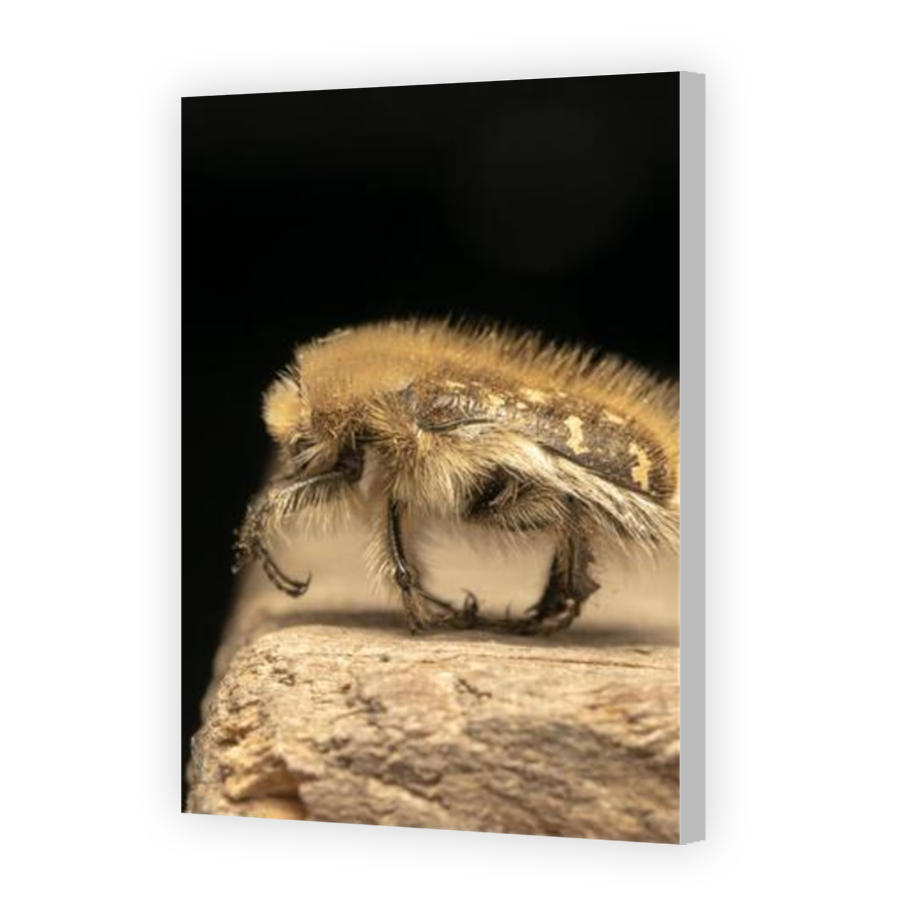 Thumbnail for Canvas - Coloured Canvas Wrap