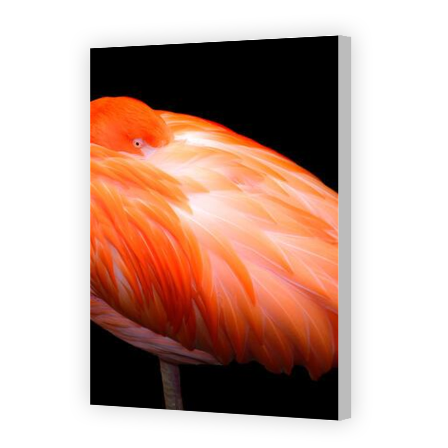 Thumbnail for Canvas - Coloured Canvas Wrap