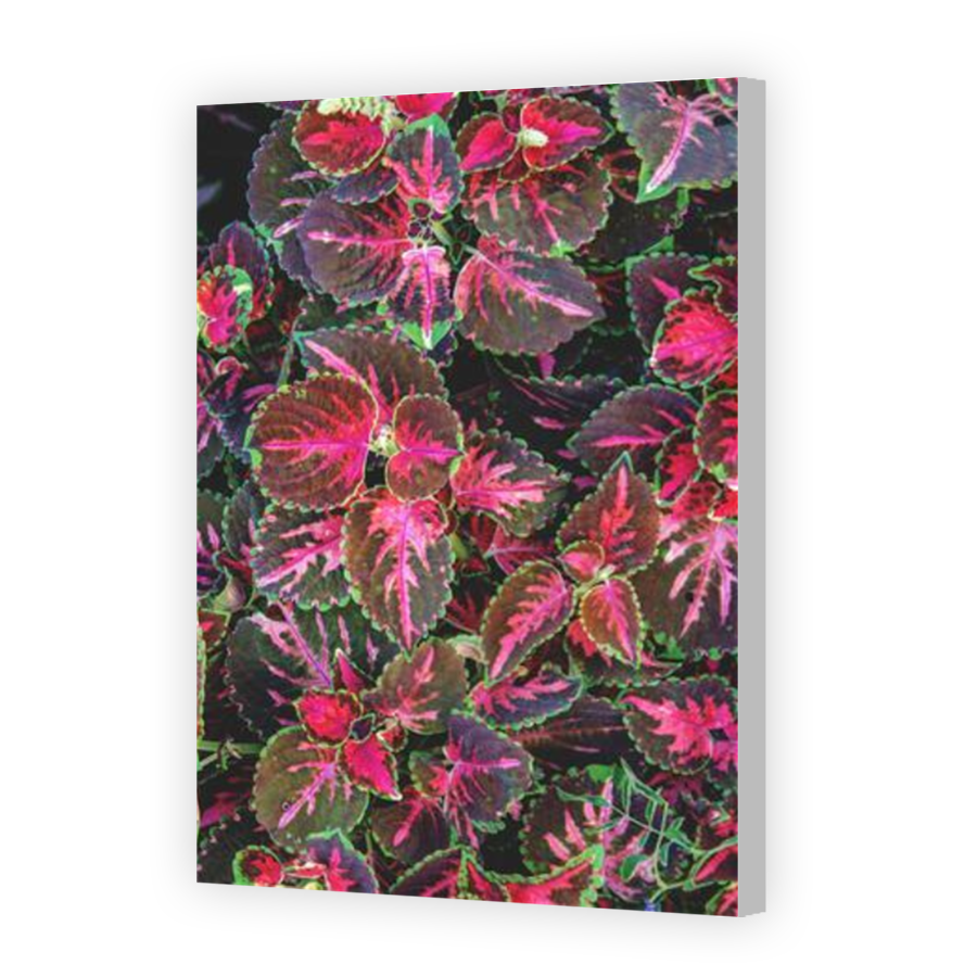 Thumbnail for Canvas - Coloured Canvas Wrap