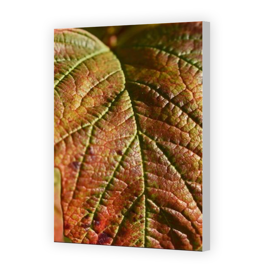 Thumbnail for Canvas - Coloured Canvas Wrap